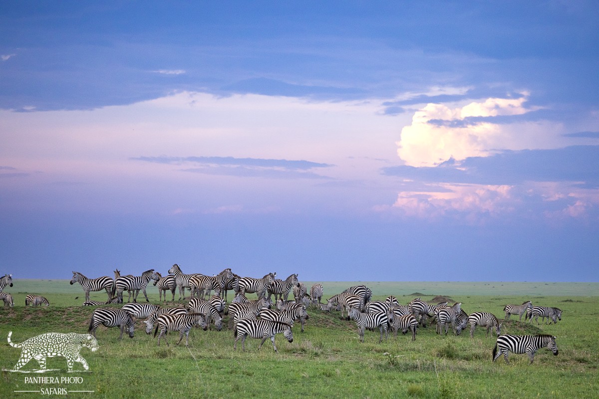 Central Serengeti 2023 Trip Report