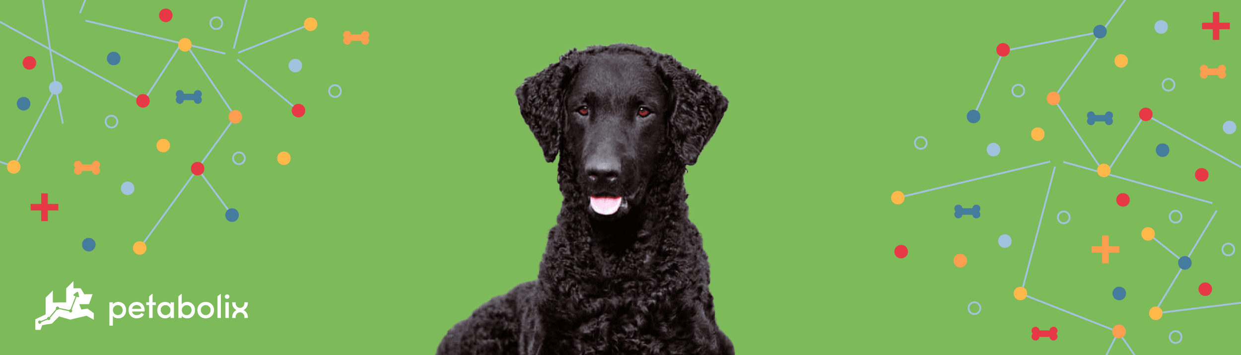 Curly-Coated Retriever image