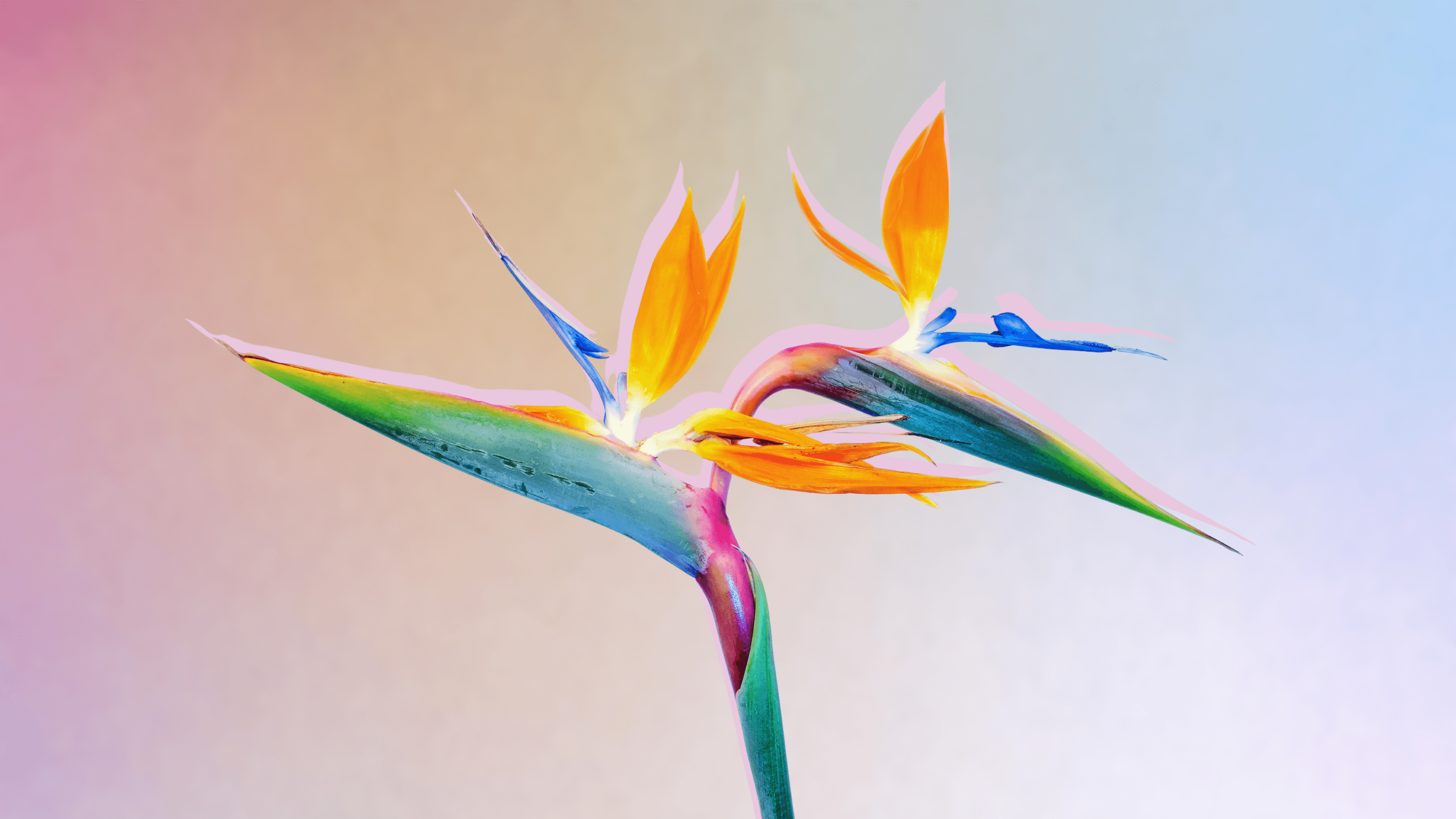 A close-up of a vibrant Bird of Paradise flower with orange and yellow petals, blue sepals, and a green to violet gradient stem, set against a soft pastel gradient background.