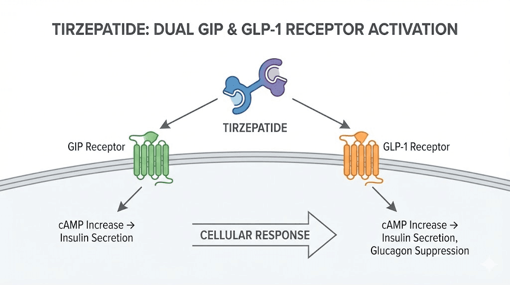 Tirzepatide dual GIP GLP-1 receptor agonist mechanism of action diagram
