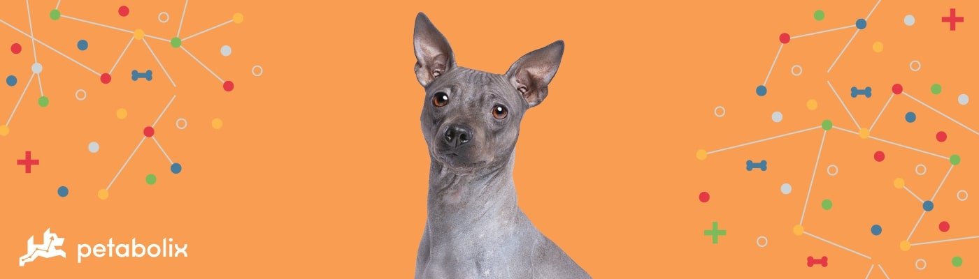 American Hairless Terrier image