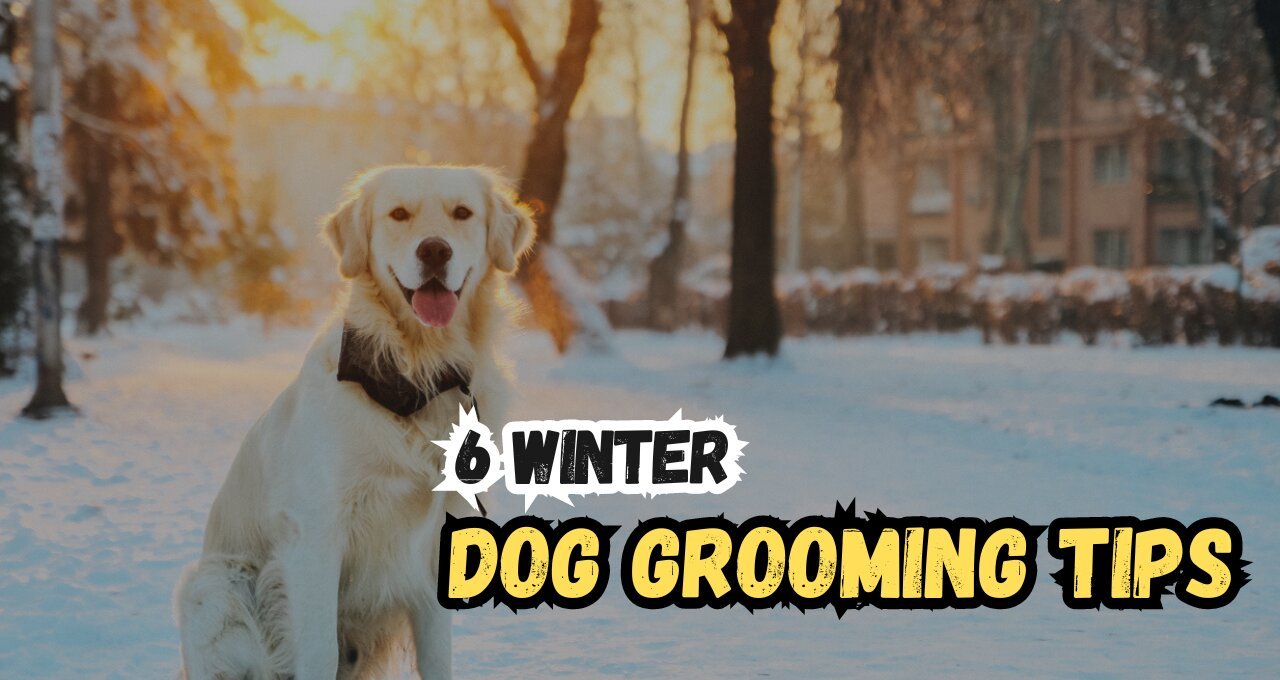 Winter Dog Grooming Tips