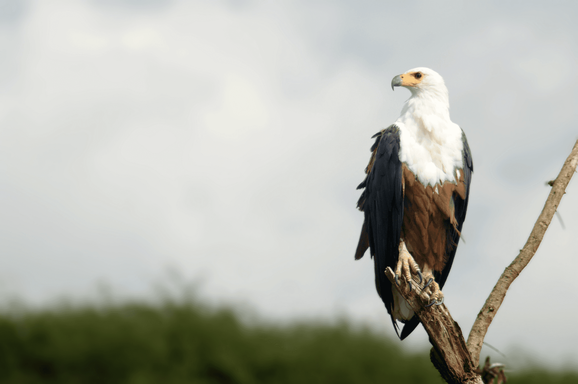 Zambian Fish Eagle sitting on a tree