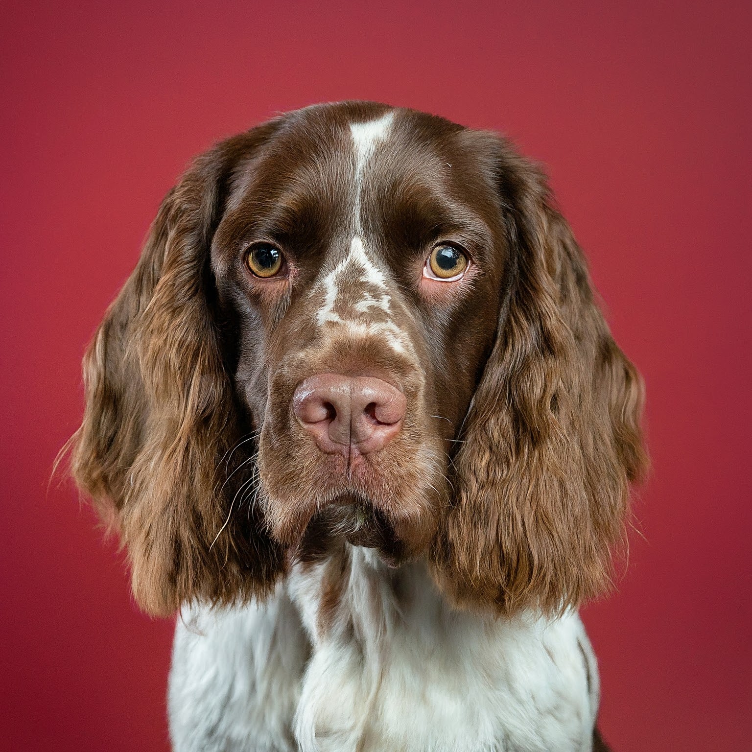 BUDDYUNO, Sussex Spaniel