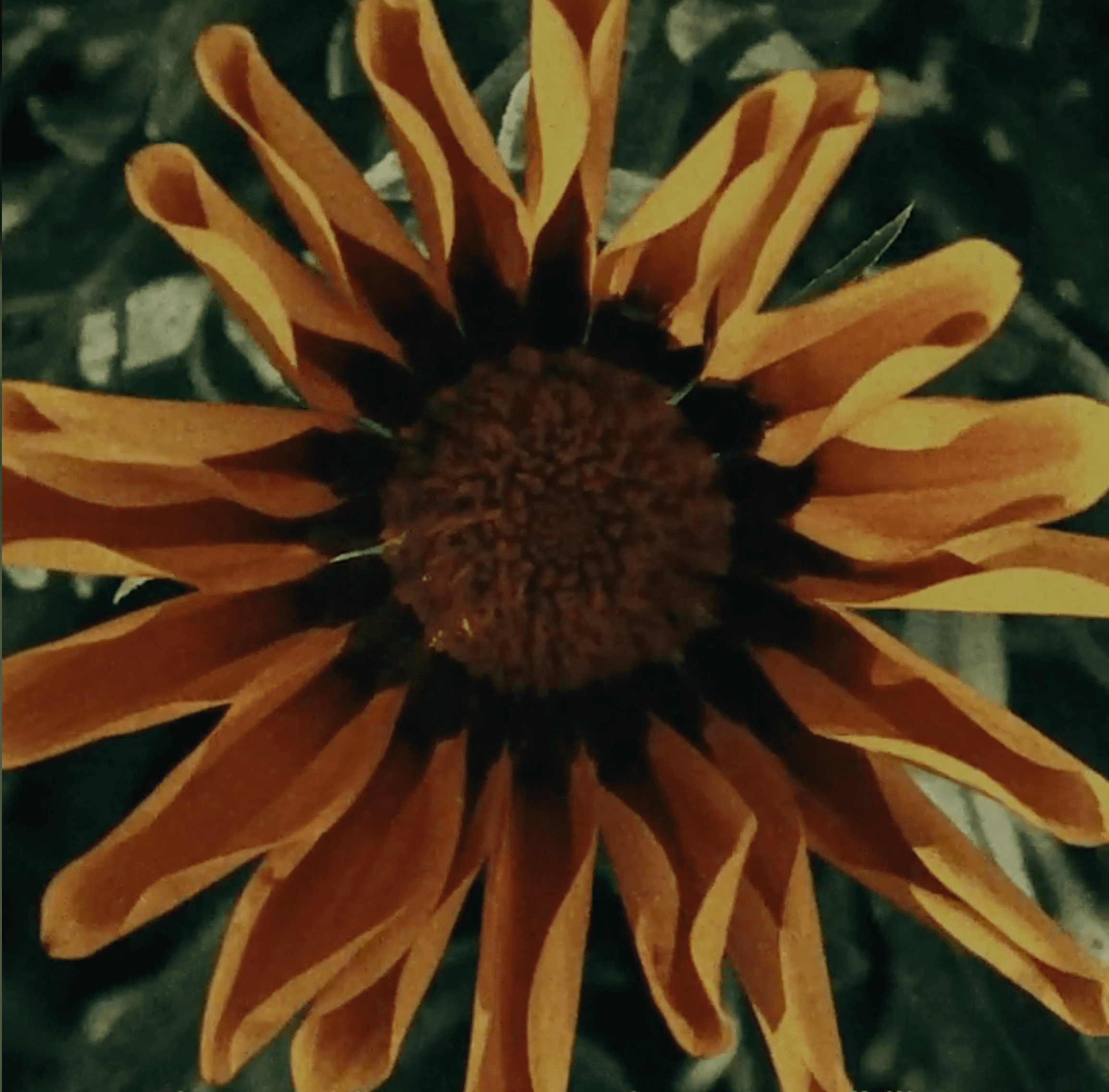 Professional headshot of a person in a formal setting.