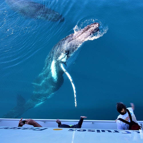 People on a boat observing a large whale swimming in clear blue water. Another whale is visible in the background.