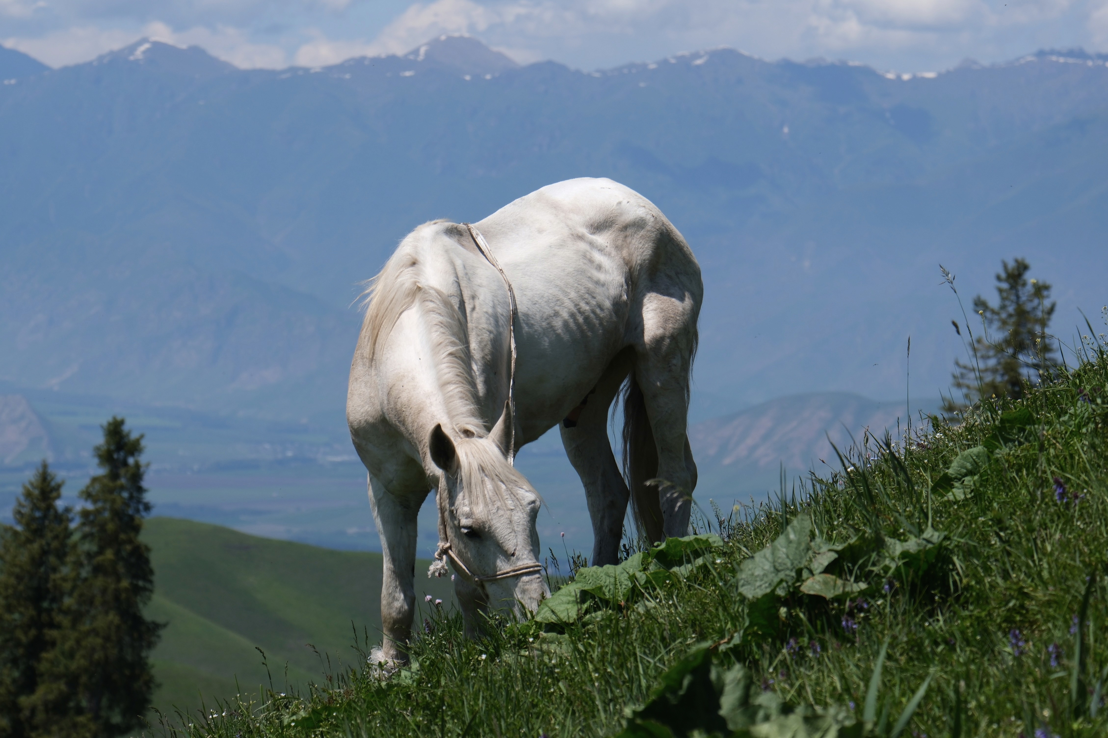 grayscale photo of person using MacBook
