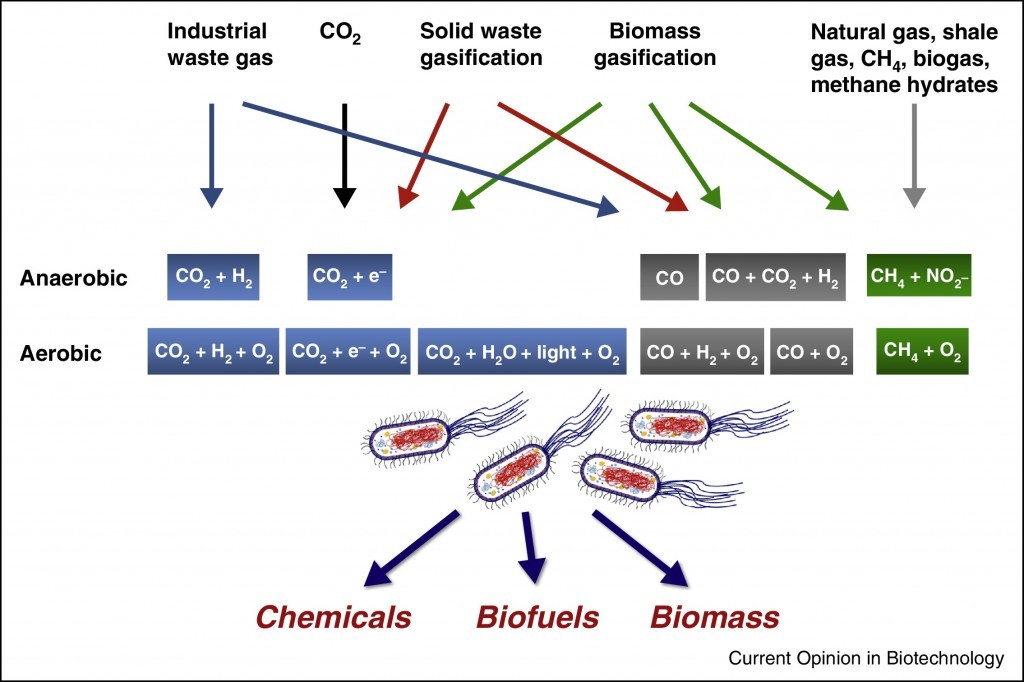 C1 carbon sources are inexpensive and highly versatile feedstocks for bioproduction.