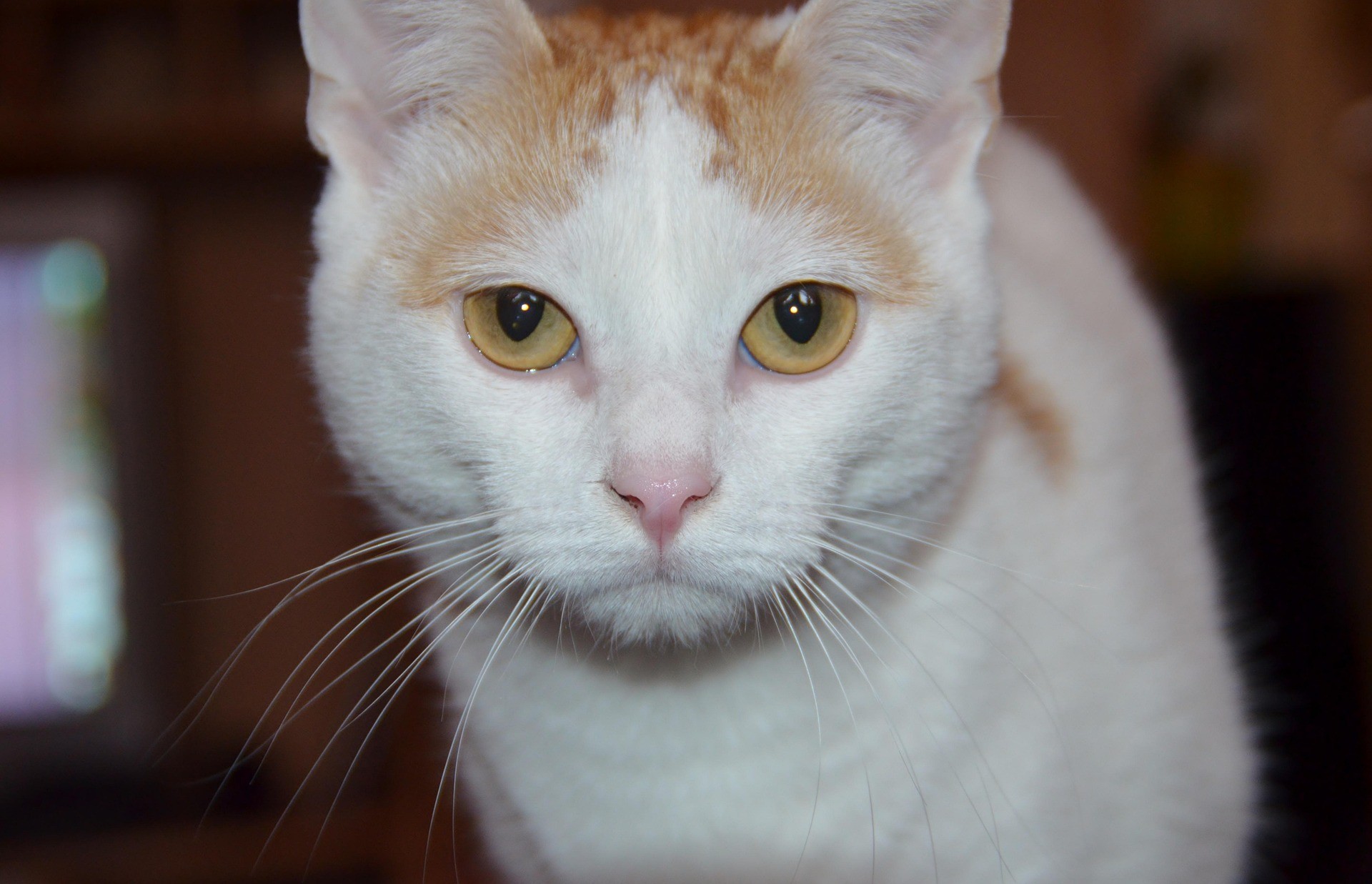 A white and orange Turkish Van is standing and looking straight. 