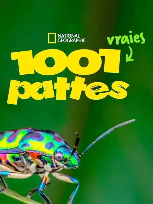 affiche 1001 vraies pattes