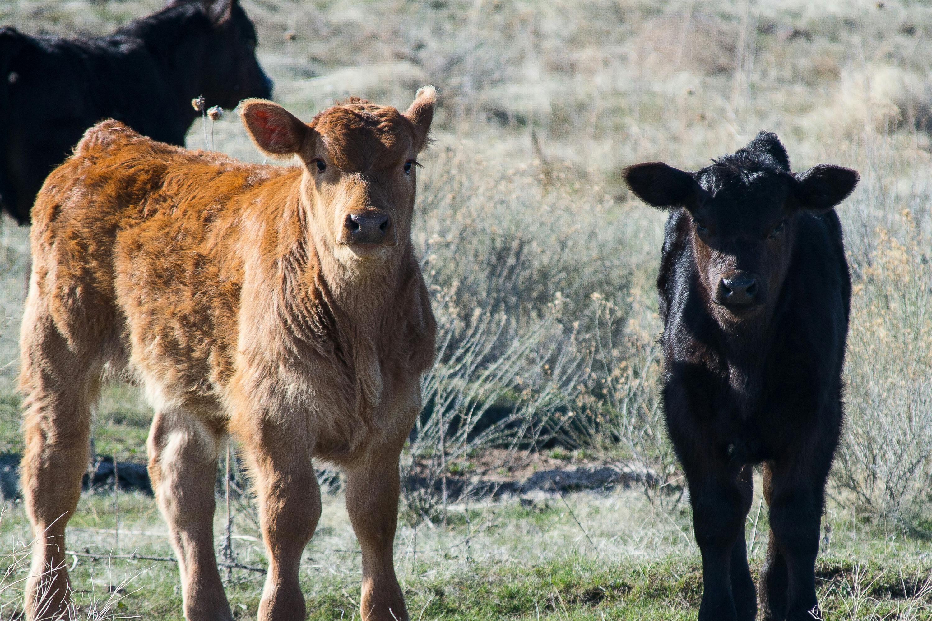 Sustitutos de leche para terneros: tipos y cuándo usarlos