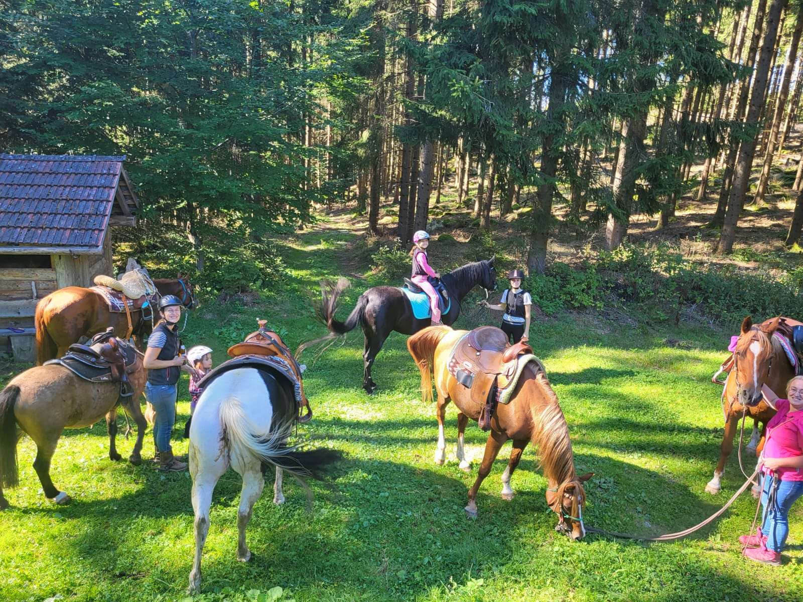 Pferde mit Reiter auf einem Feldweg