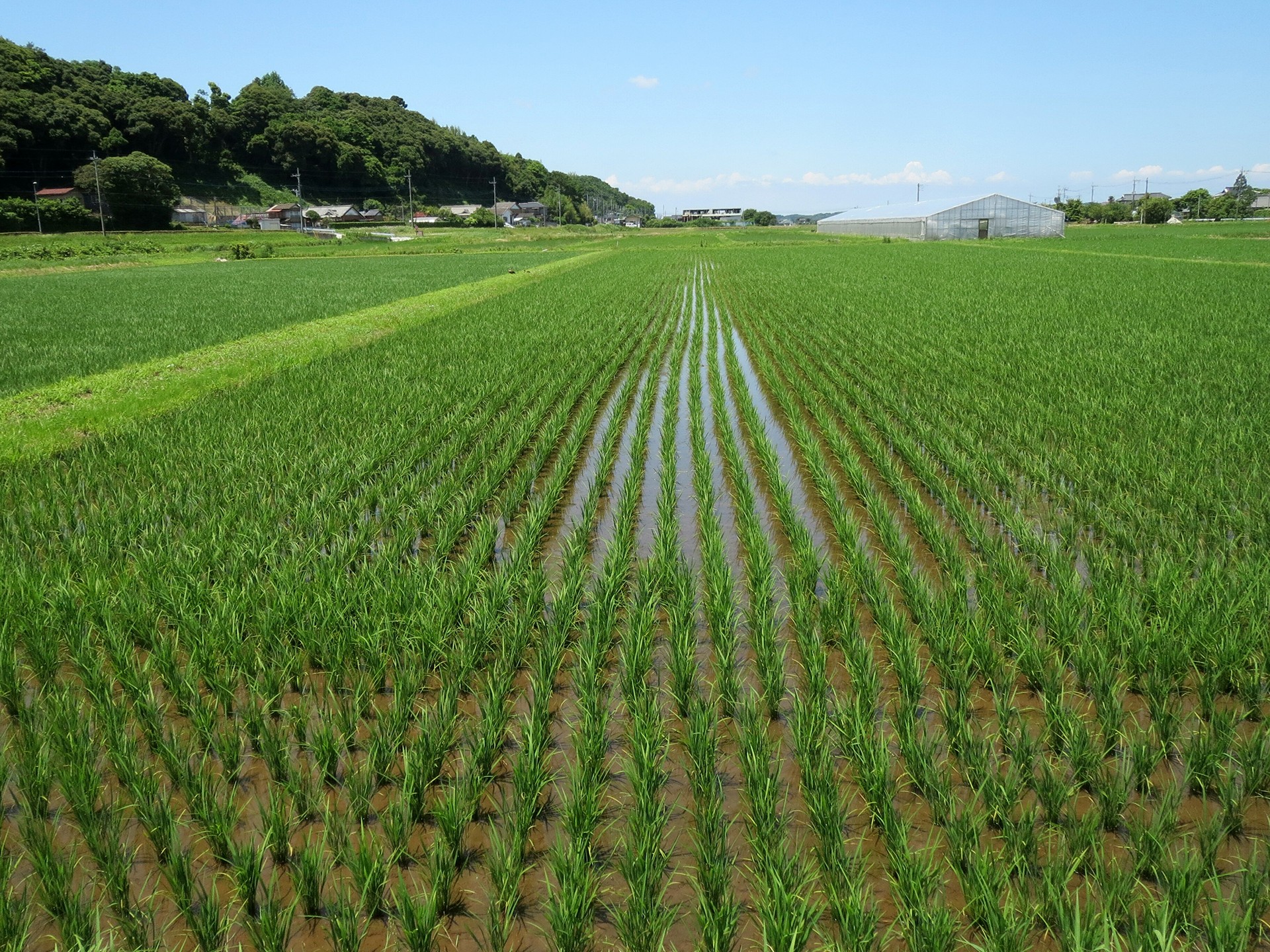 Rows of green rice paddies stretch towards the horizon under a clear blue sky, farmland.