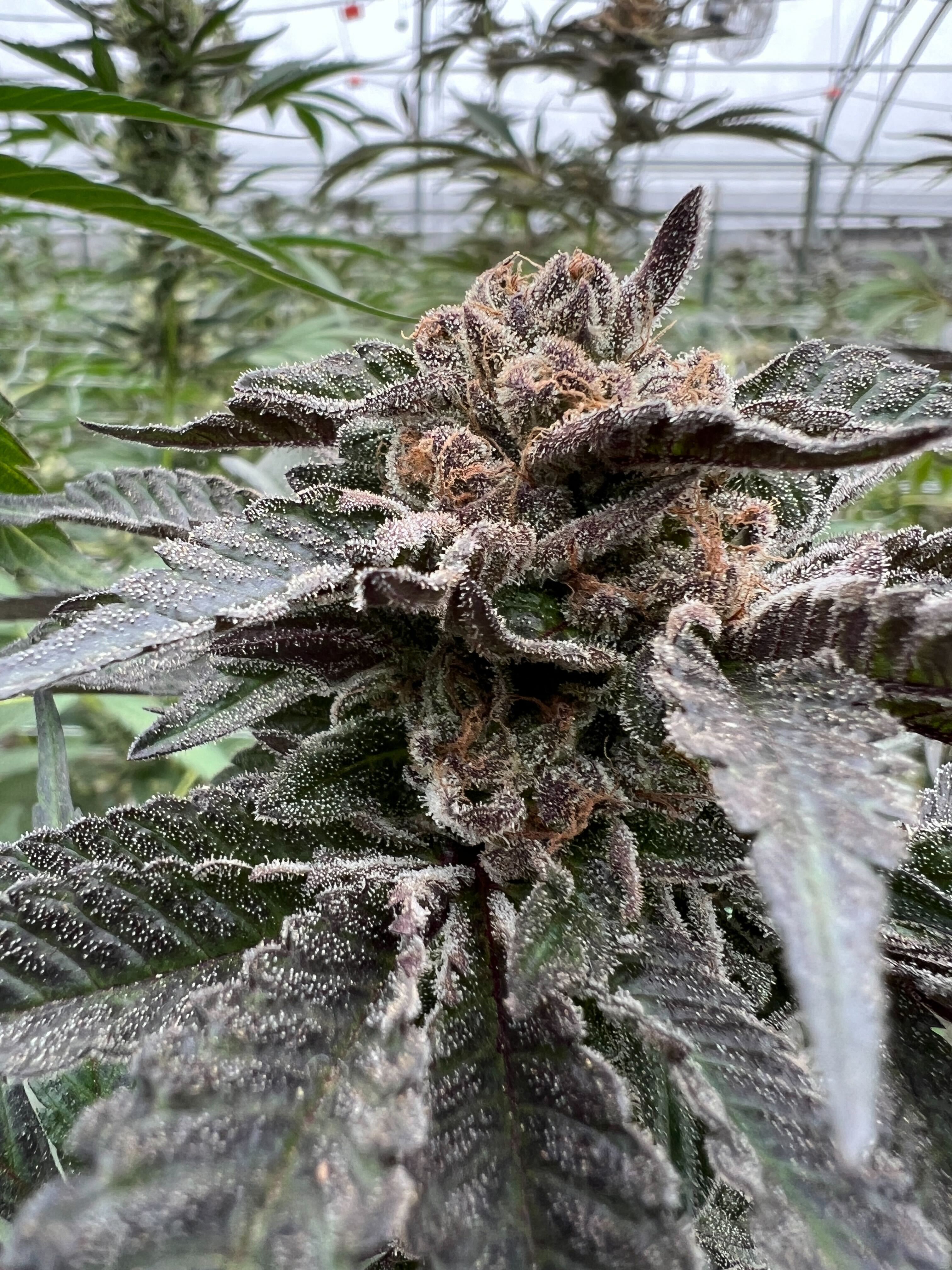 Dubble Bubble cannabis flower — Sunkissed Farm, Windsor, Vermont