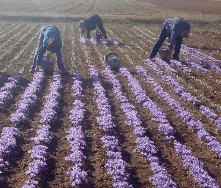 Spanish saffron traditional harvest