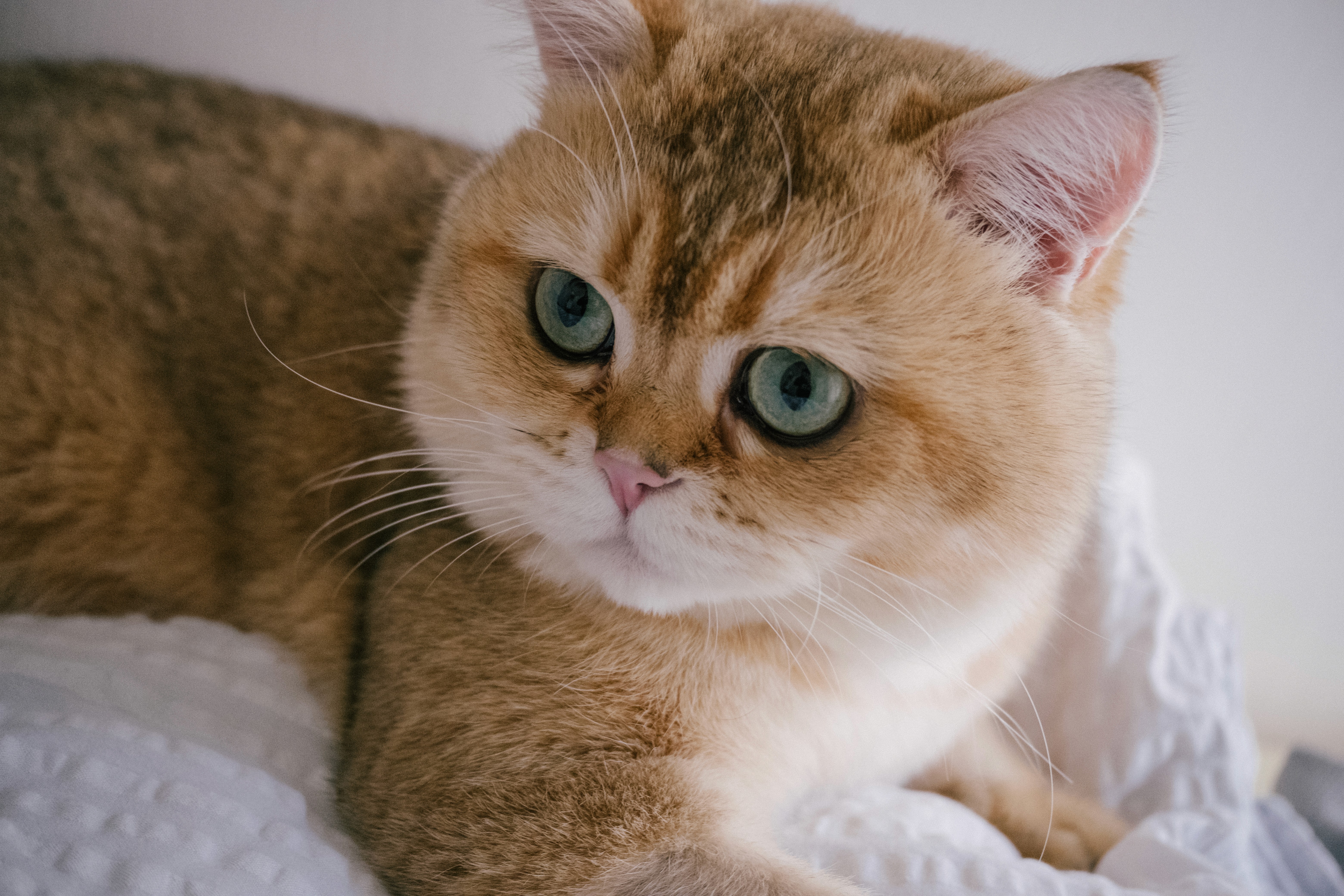 a cat sitting on the sheets