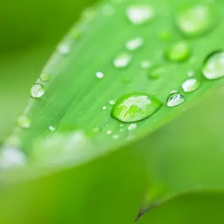 Trawa pampasowa w ciepłym świetle poranka – płynność i uwolnienie napięcia.