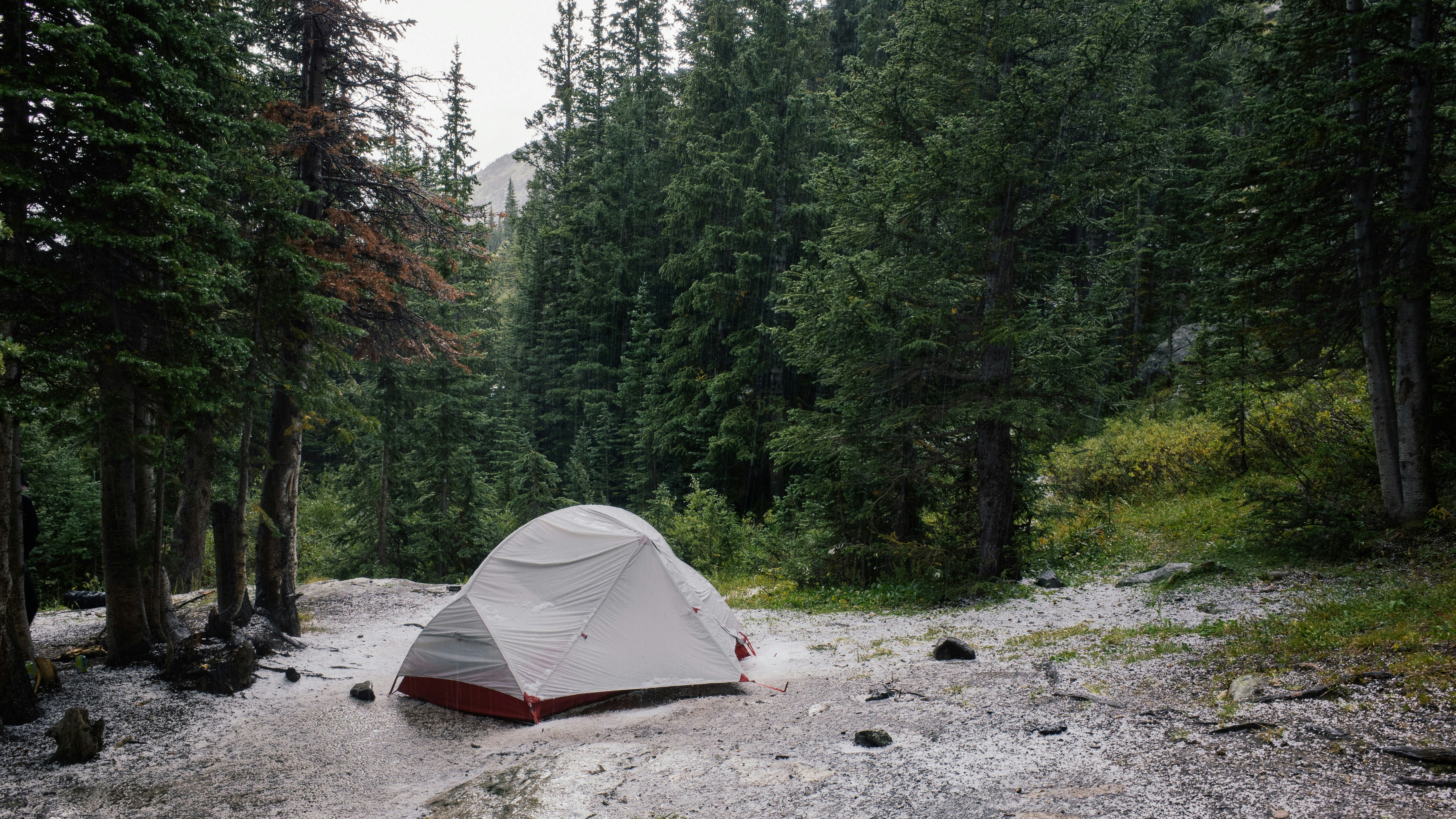A tent pitched among pines after a summer storm