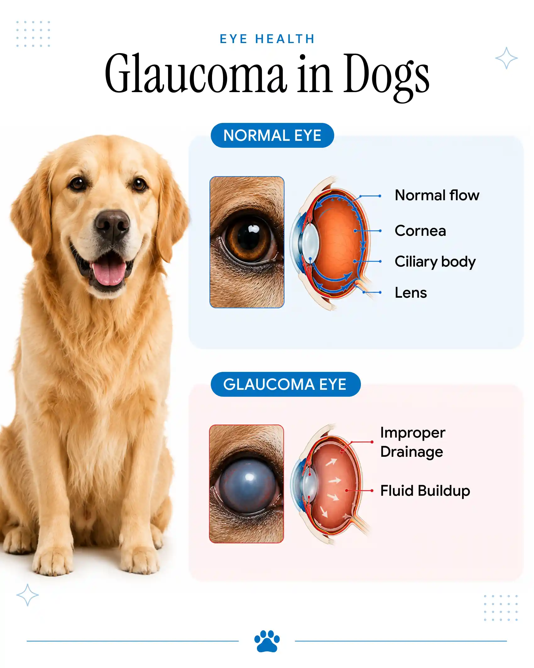 An infographic showing the difference between a normal eye and an eye with glaucoma in dogs.