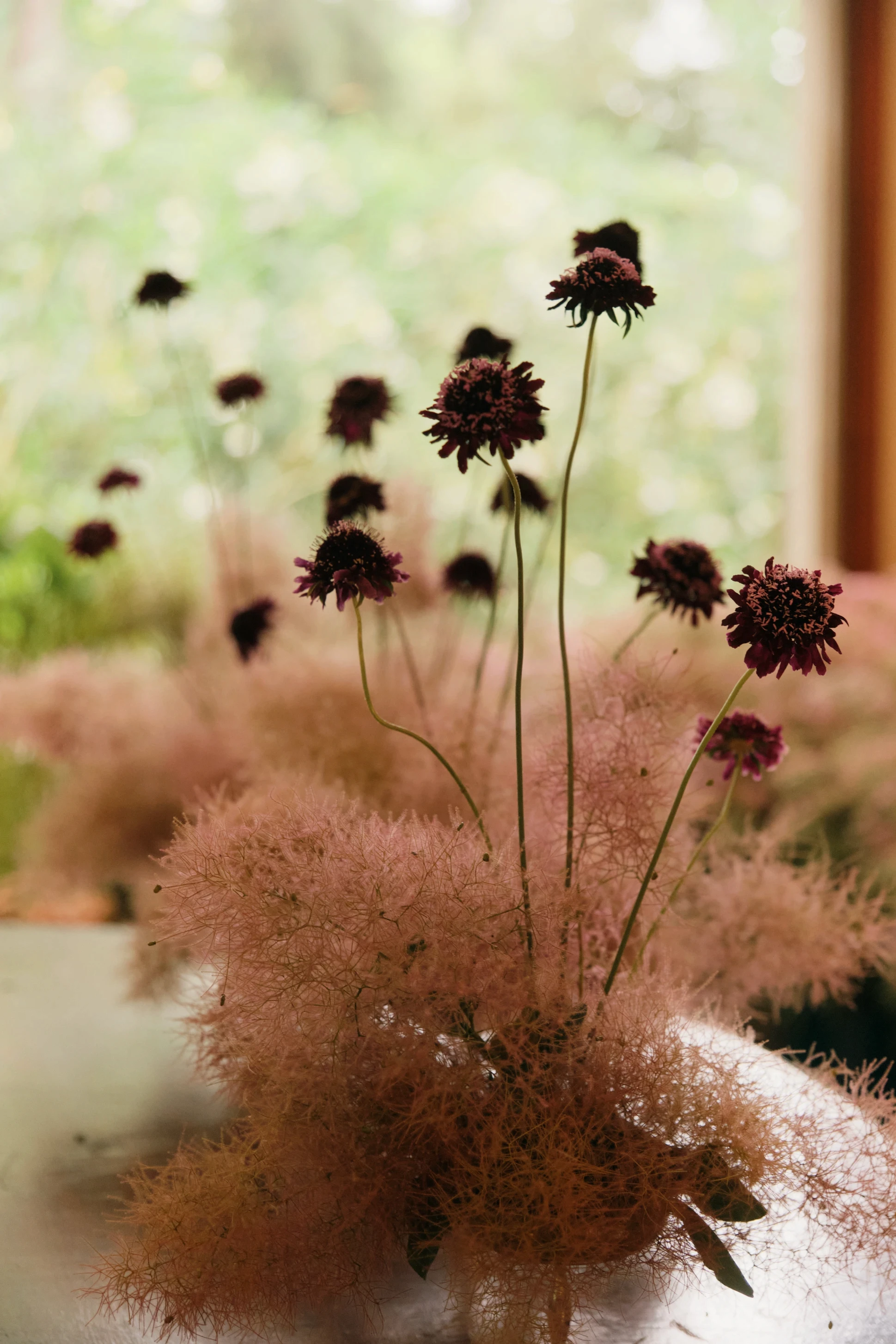 Detalle de arbustos de smoke bush rosado y flores de scabiosa color burdeos con tallos altos en un jarrón.