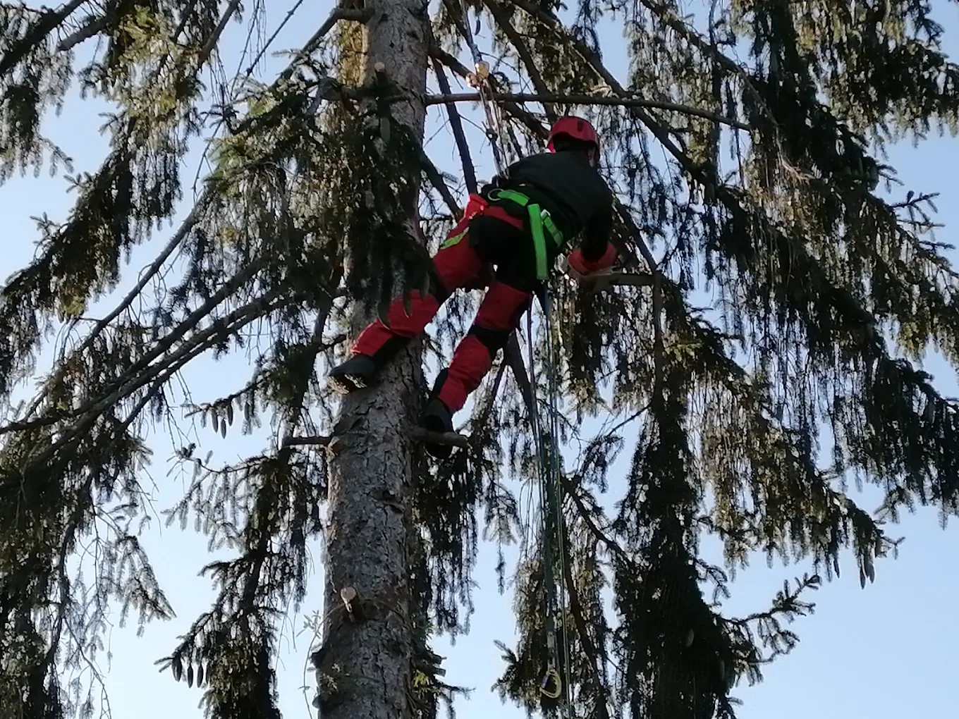Coupe de branches et élagage d'un conifère
