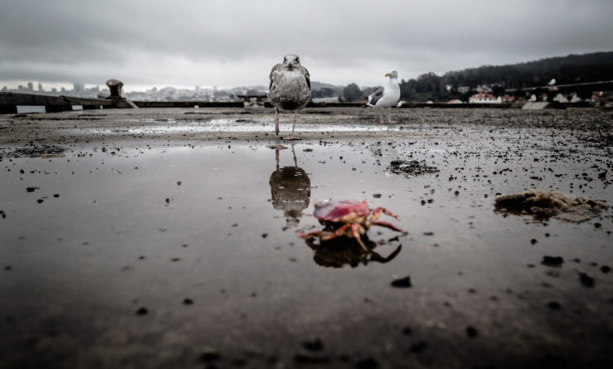 Seagul looking at a crab
