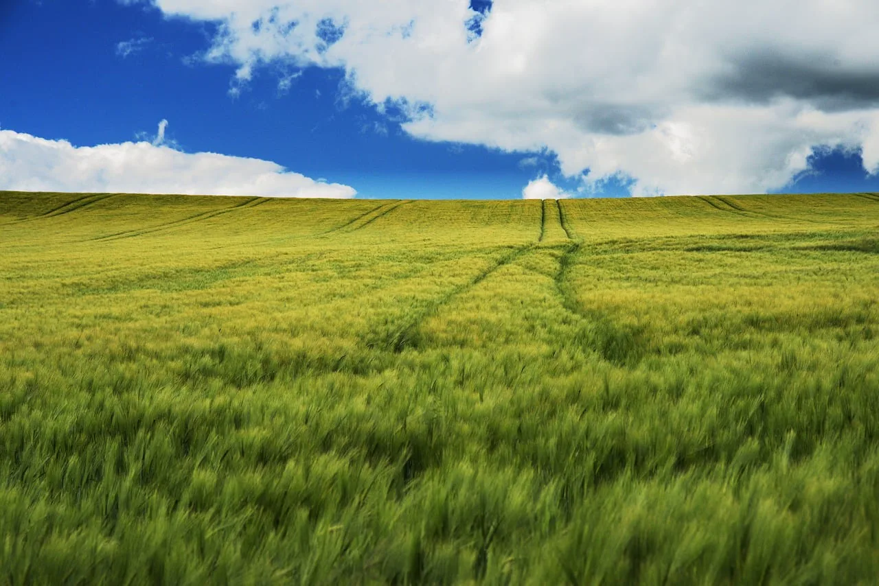 Green grain field under a blue sky with clouds