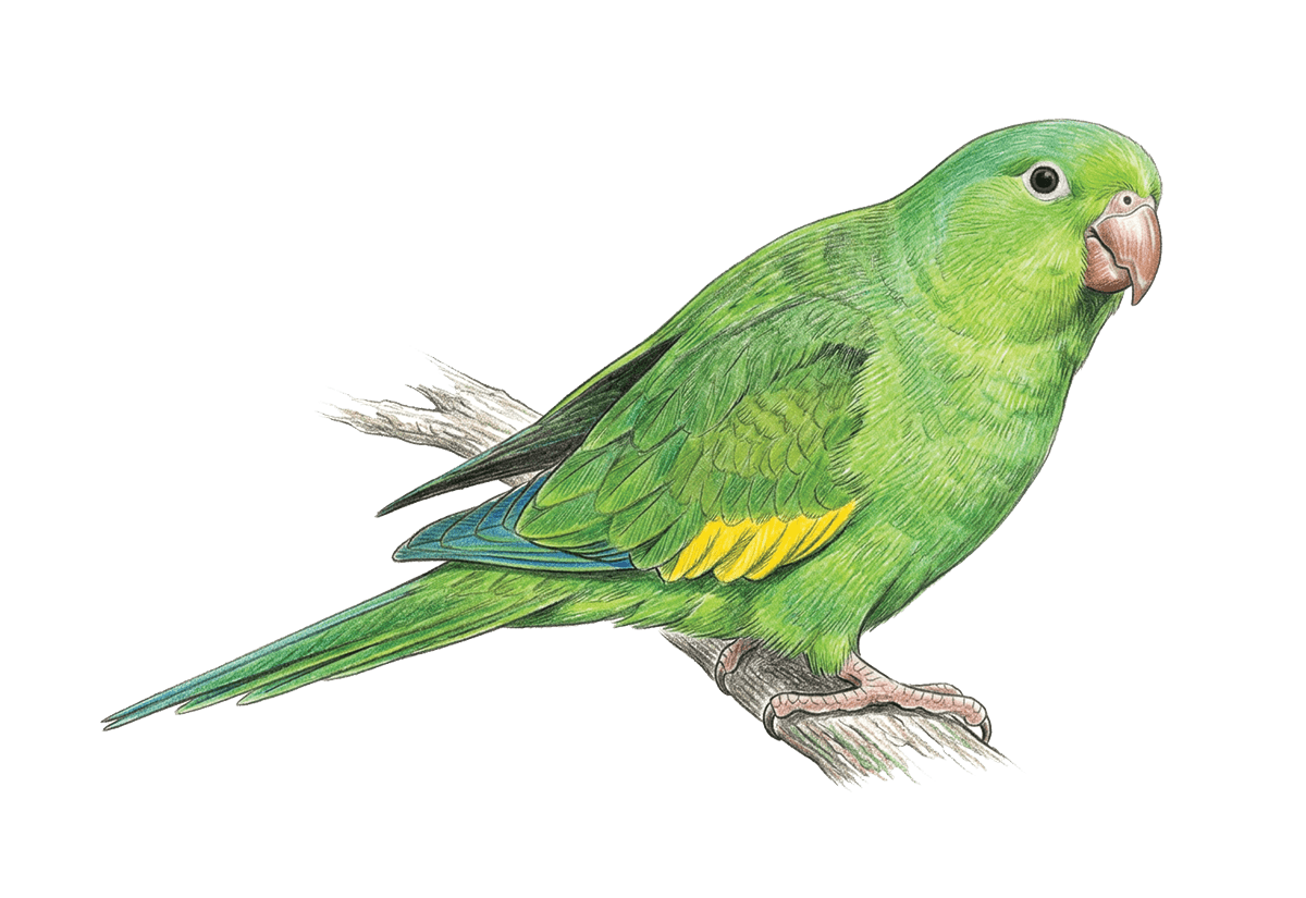Yellow-chevroned Parakeet illustration