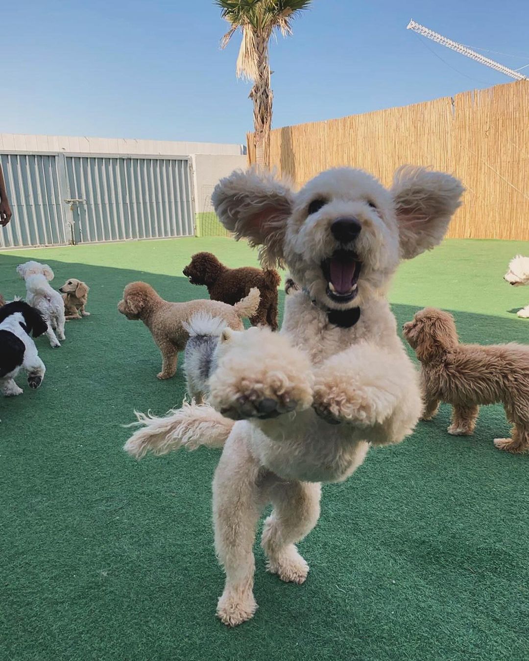 doggy enjoying at our daycare