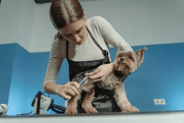 Pet Care Grooming