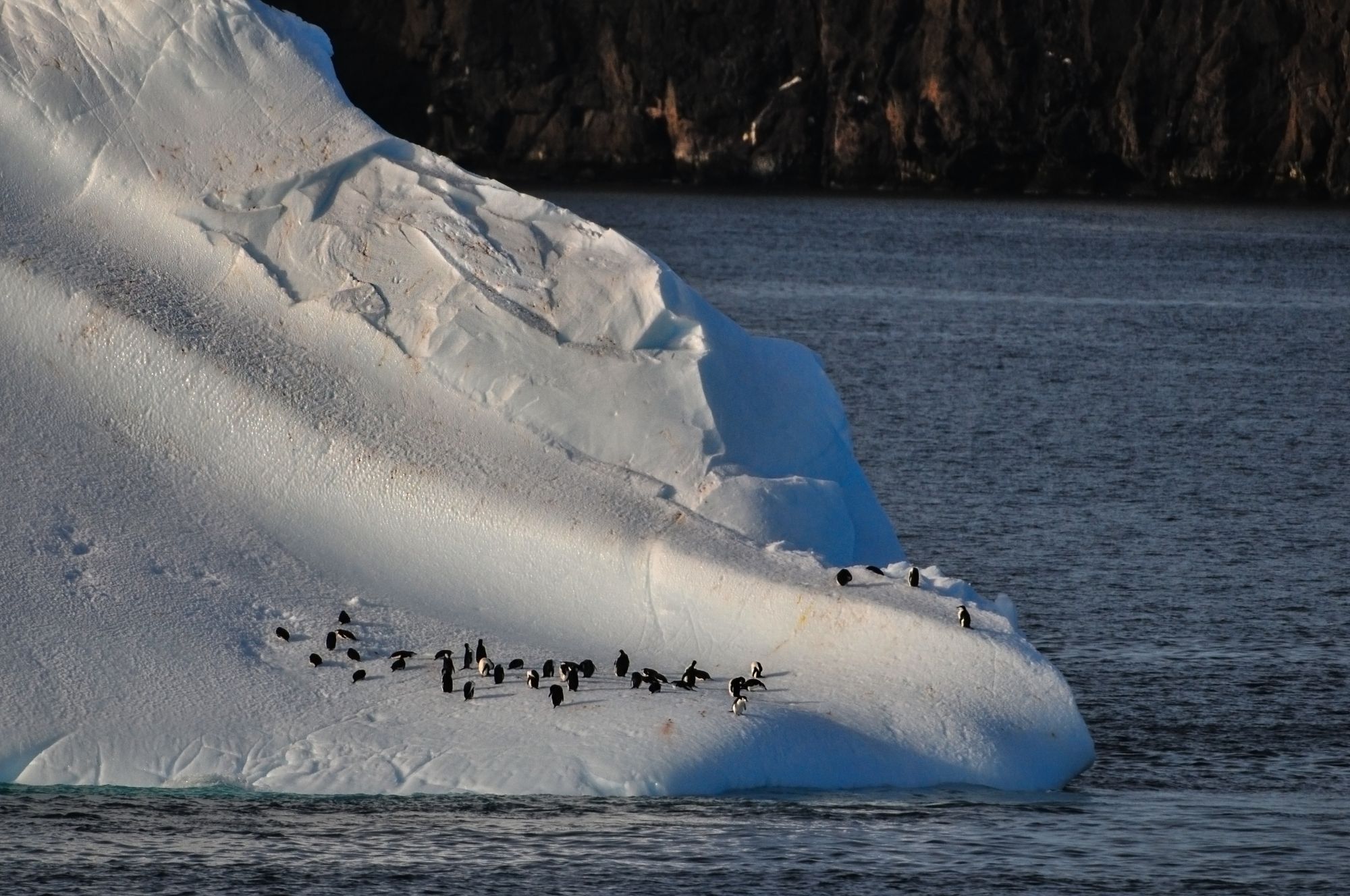 Penguins gathered on a snowy Antarctic slope beside the sea