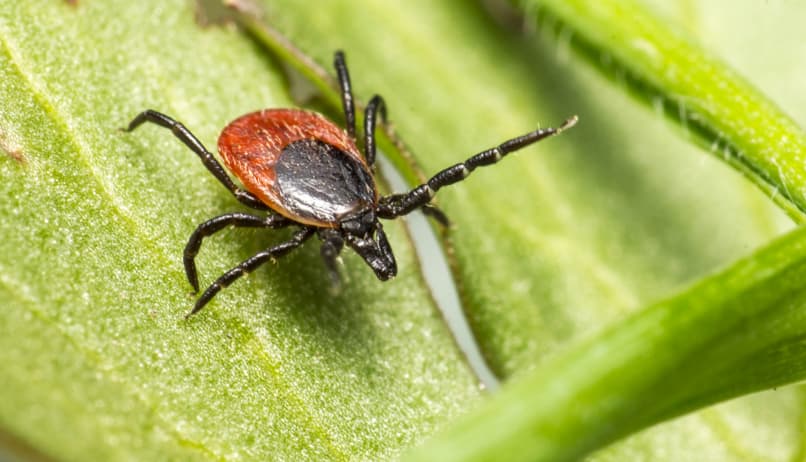 Кліщ сидить на листку рослини