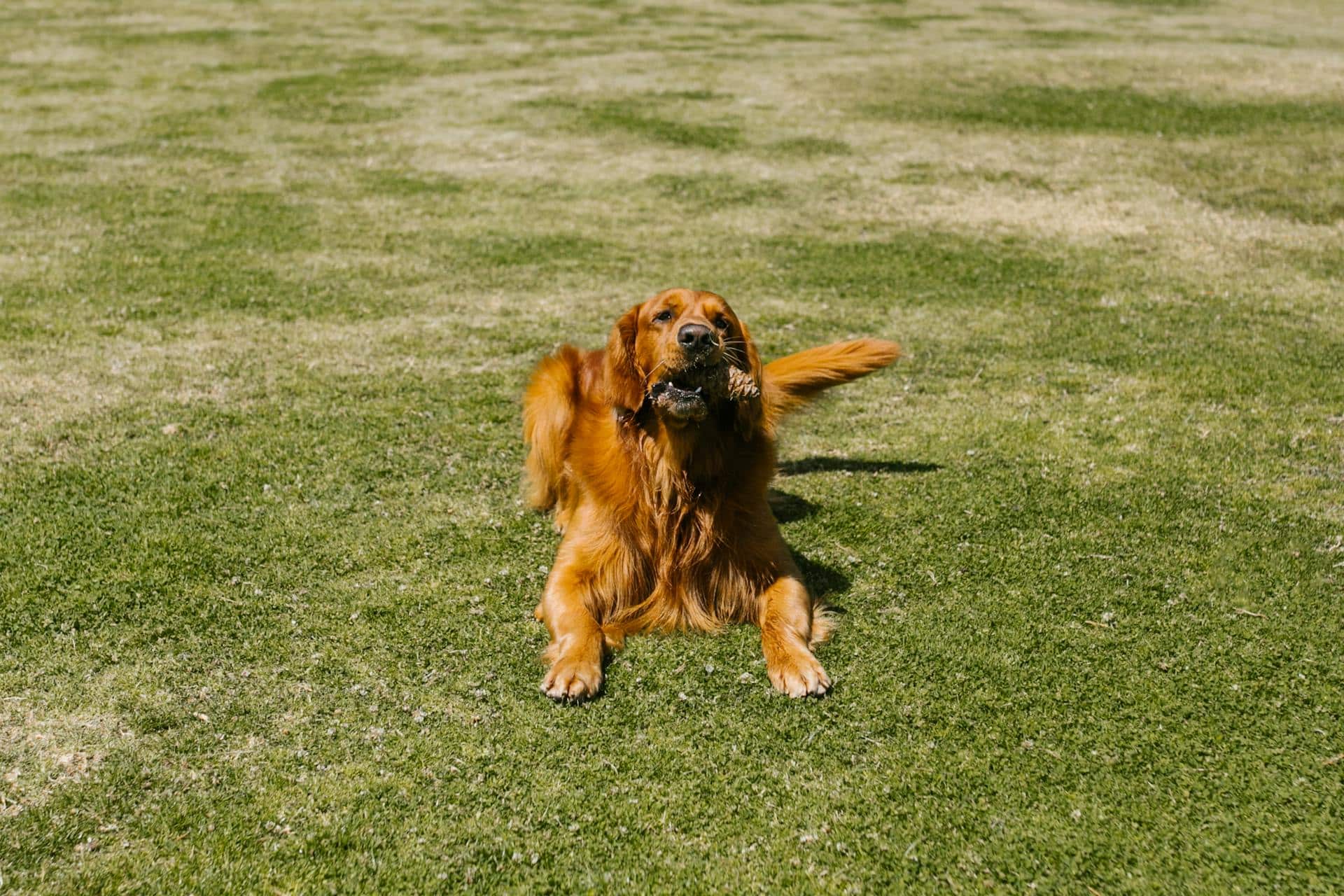 A brown dog lies down on the green grass and relaxes.