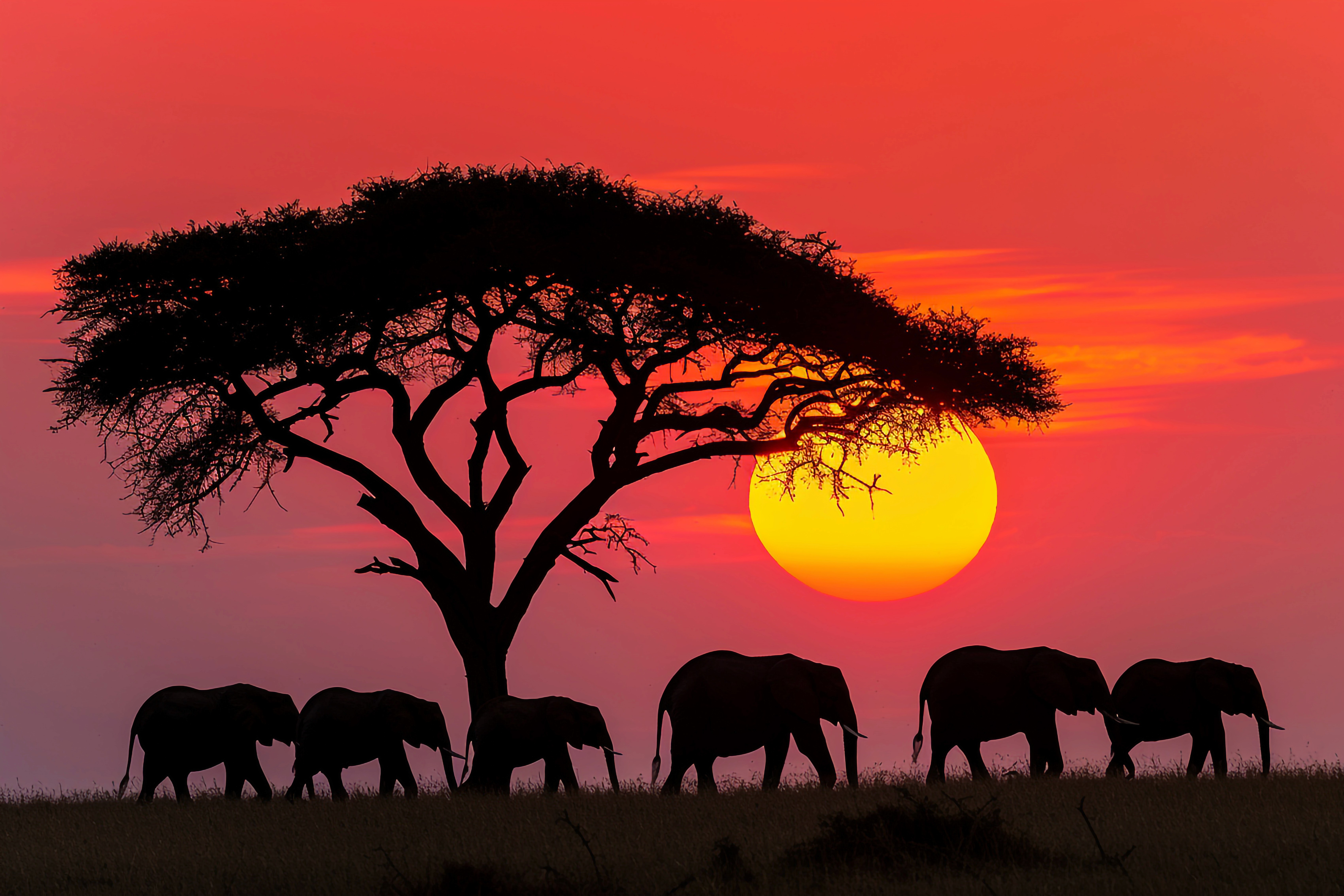 red train travelling near body of water