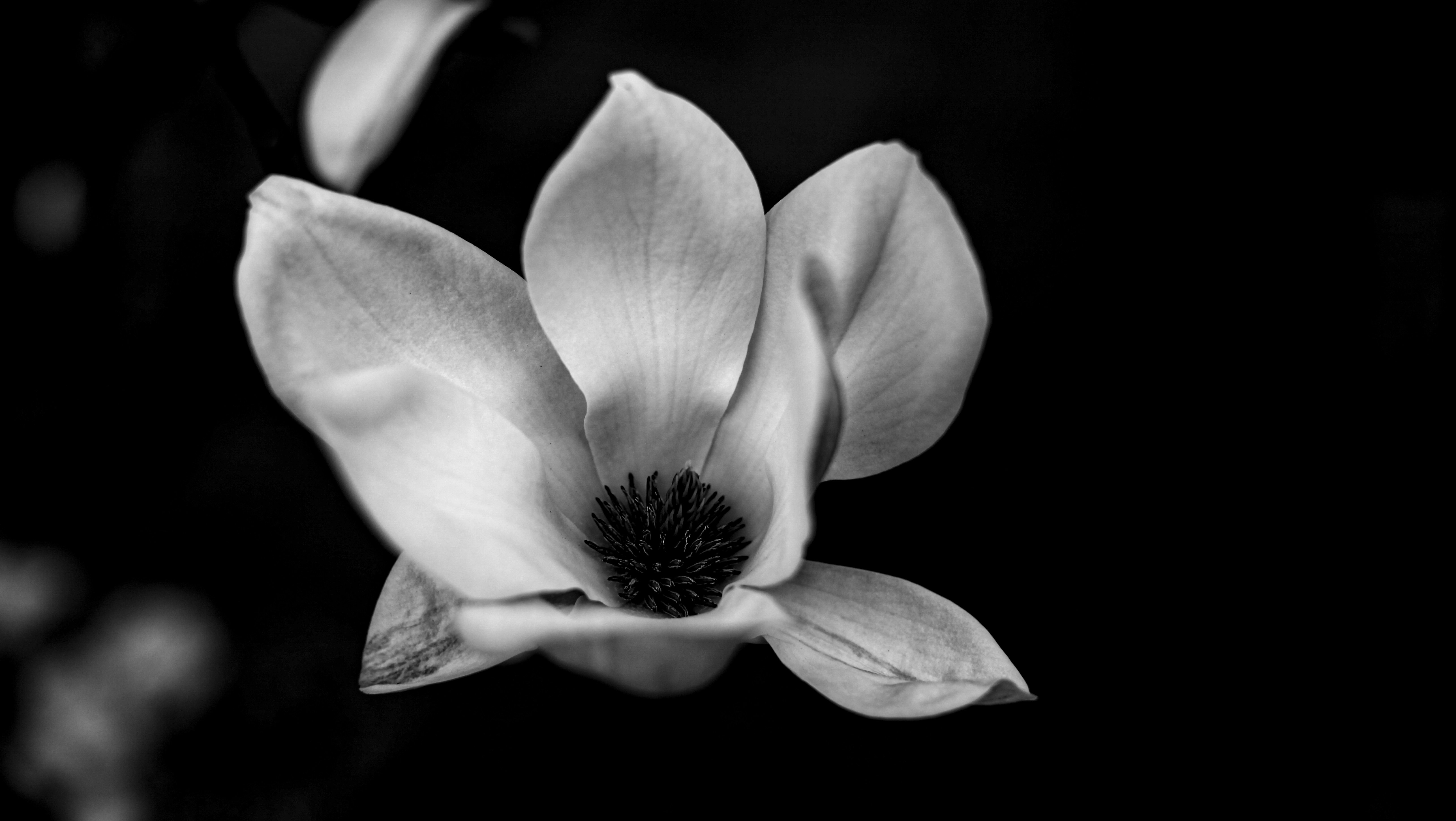 magnolia flower