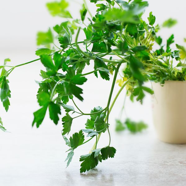 Prezzemolo