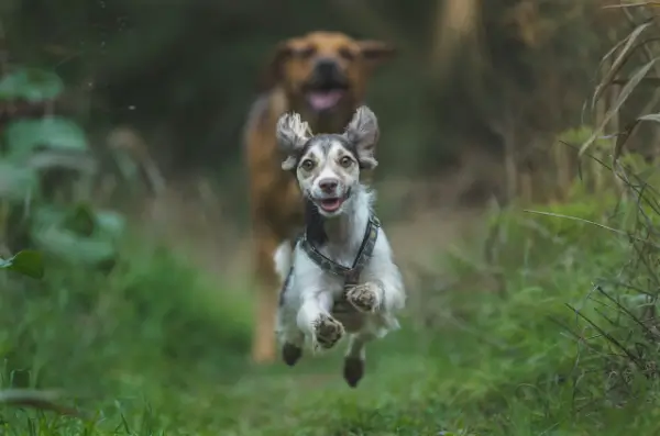White and block coated dog running toward the camara, flying in the air all four legs off the ground
