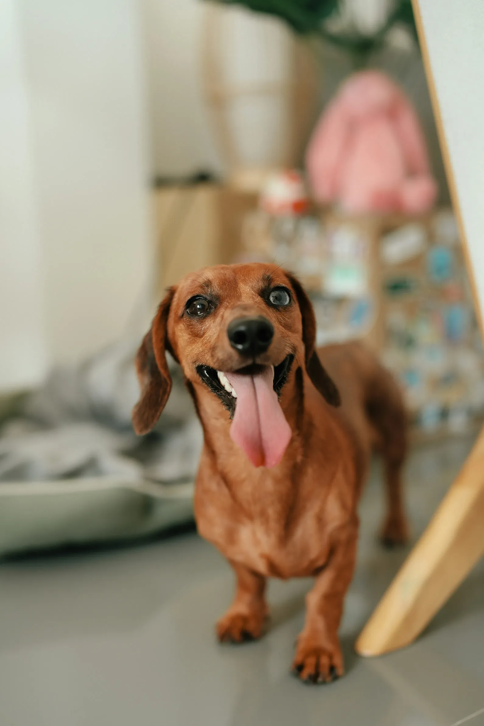 Happy dachshund with one blue eye smiles cheerfully.