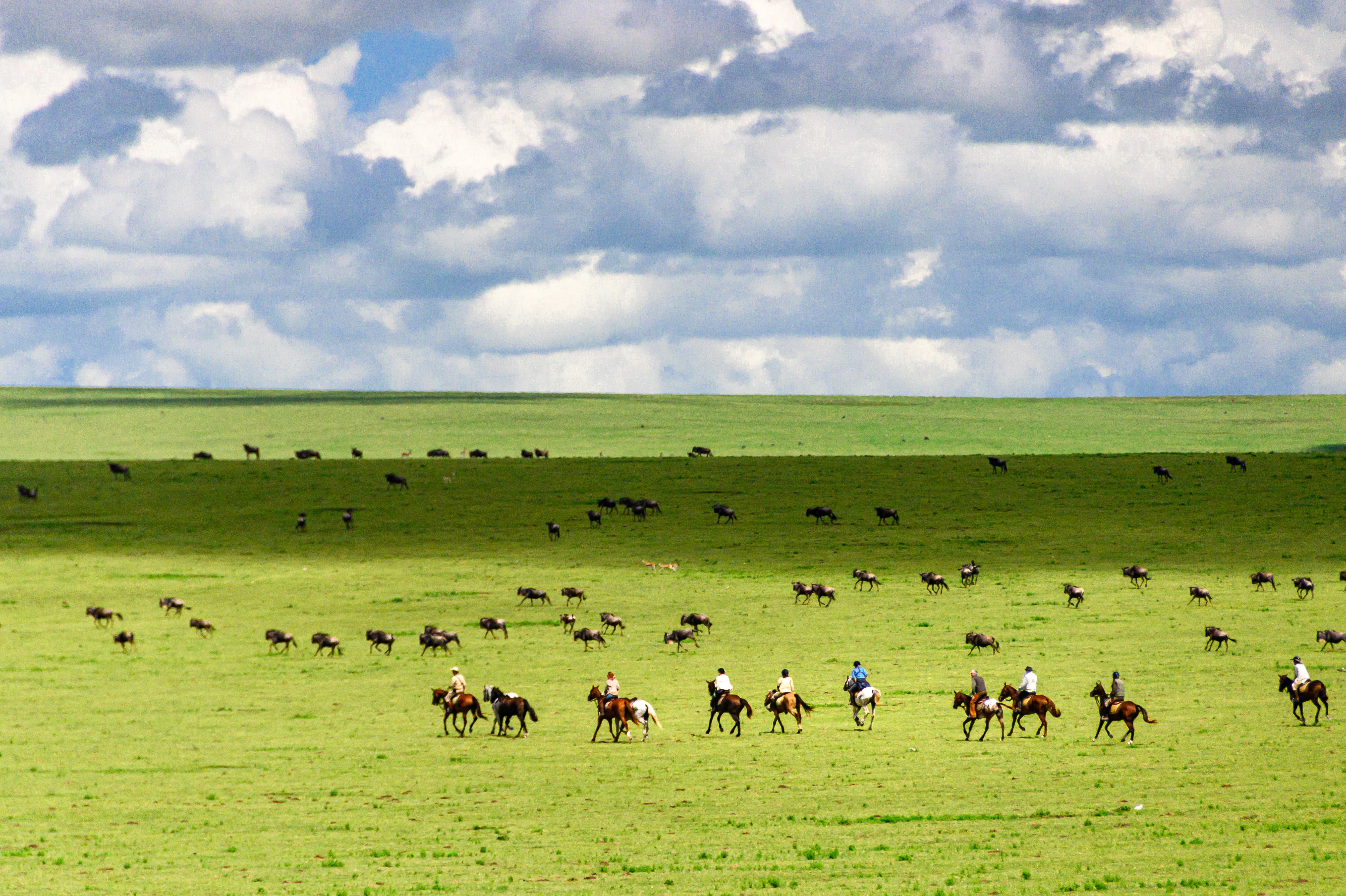 Ryttare korsar de öppna Serengetislätterna bland spridda gnuhjordar under dramatiska moln och mjukt landskapsljus.