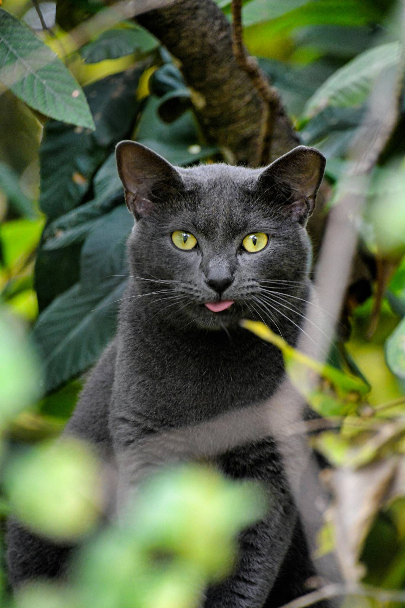 Russian Blue Temperament and Lifestyle Fit