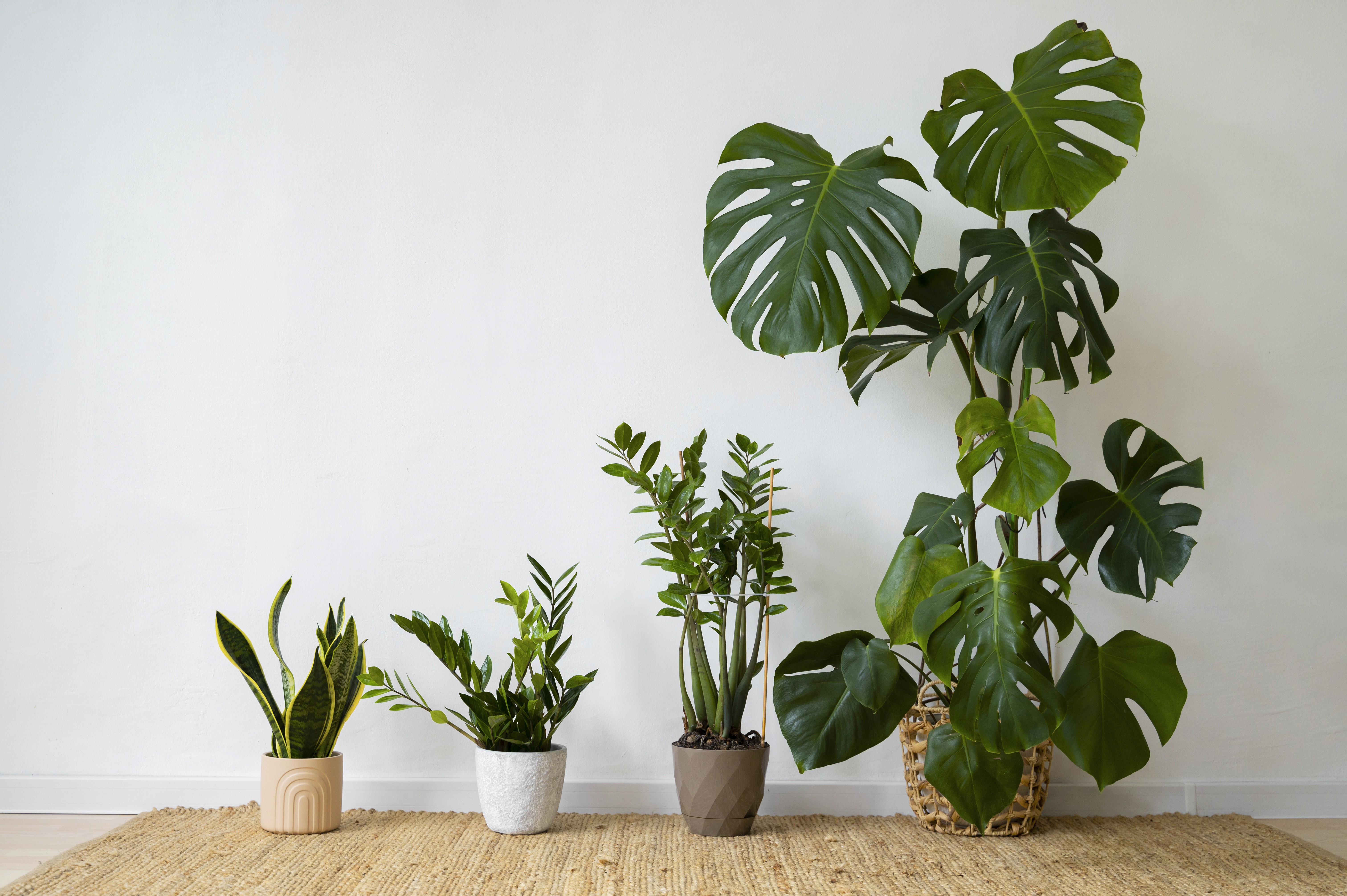 A group of four people engaged in a discussion while seated in a cozy, plant-filled setting.