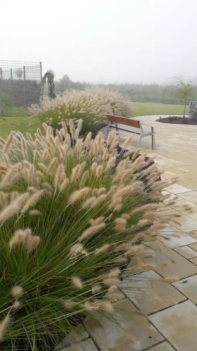 Dísznövény ültetés lamándafüves szegéllyel kereskedelmi létesítménynél