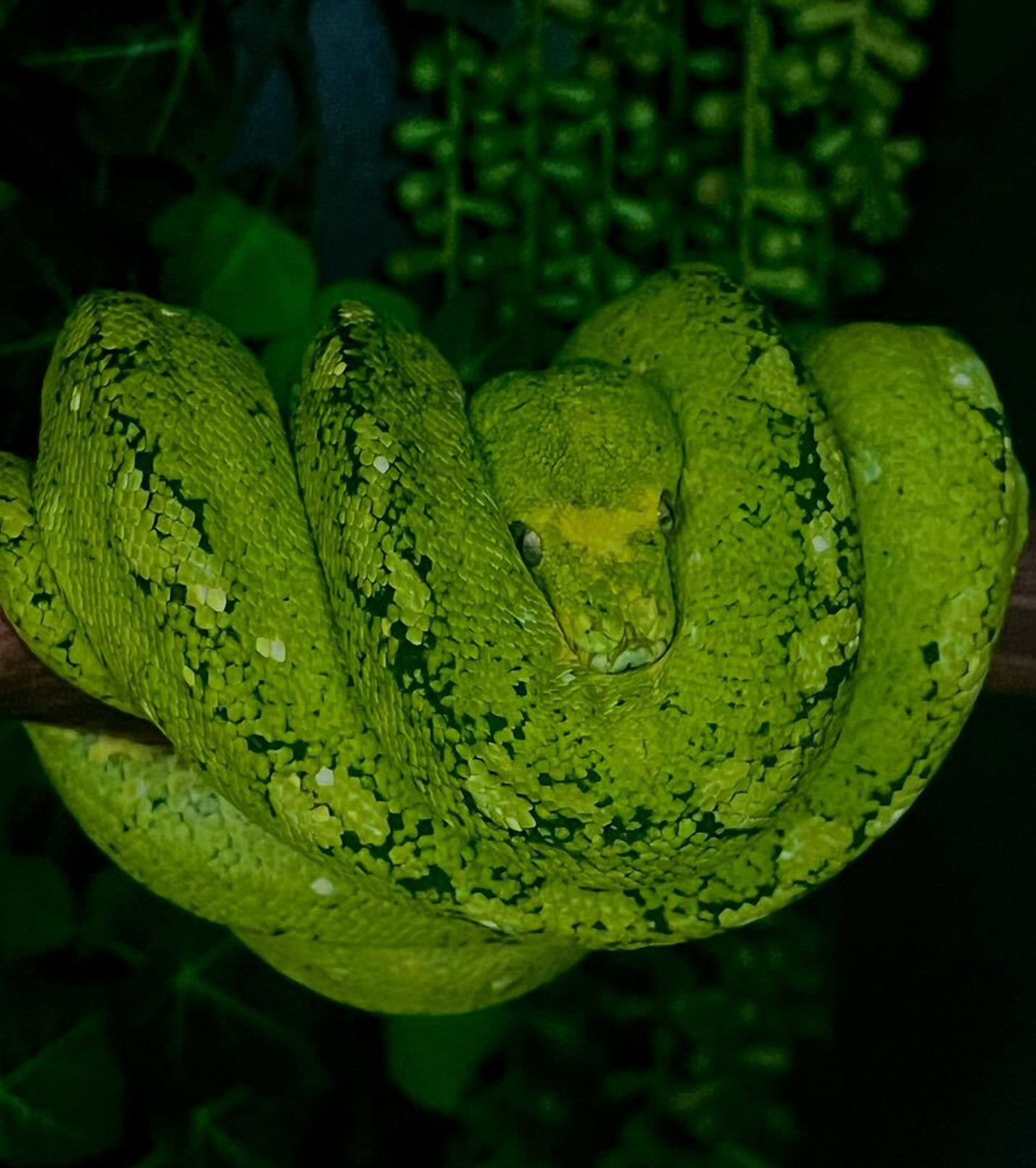 Green Fern