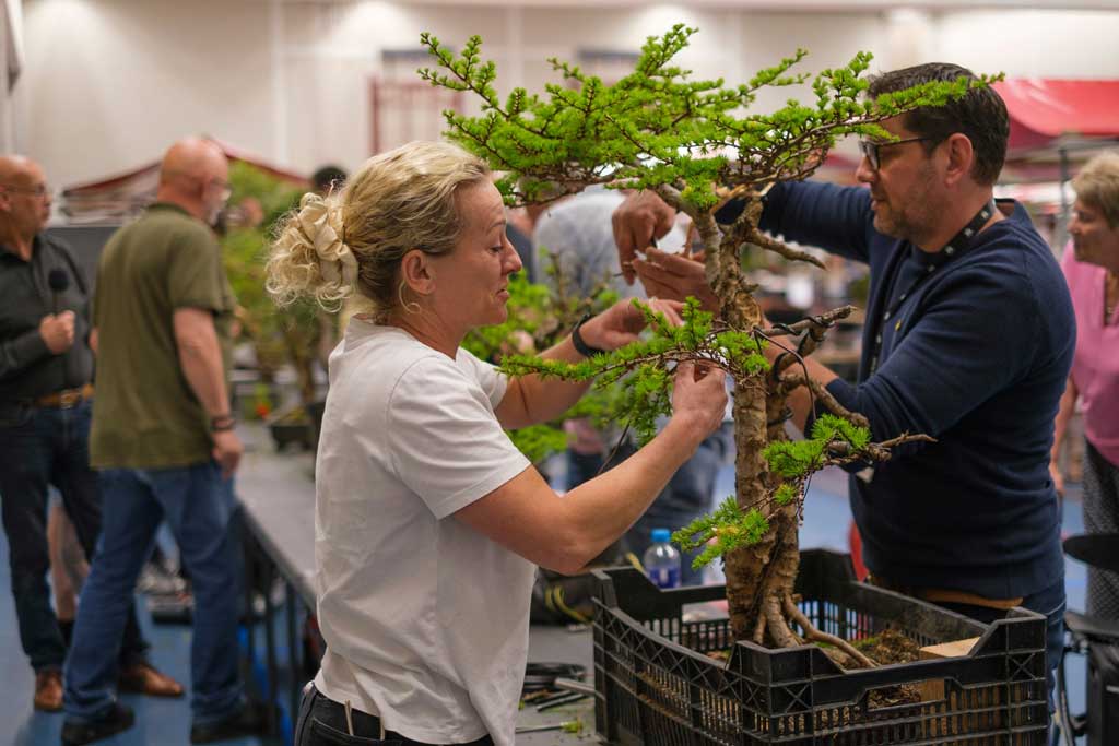 iemand die aan een bonsai boom werkt