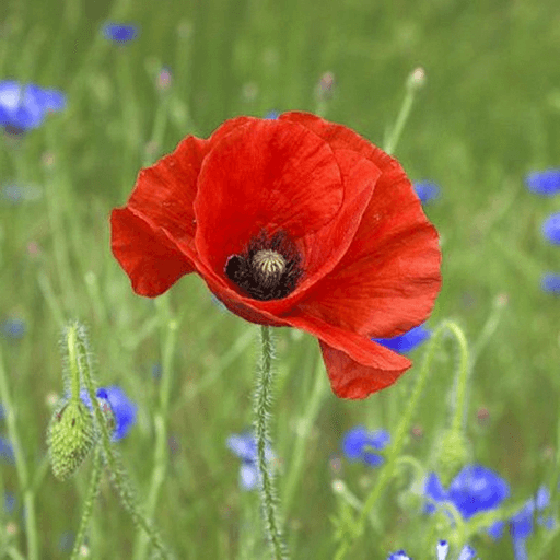 coquelicot