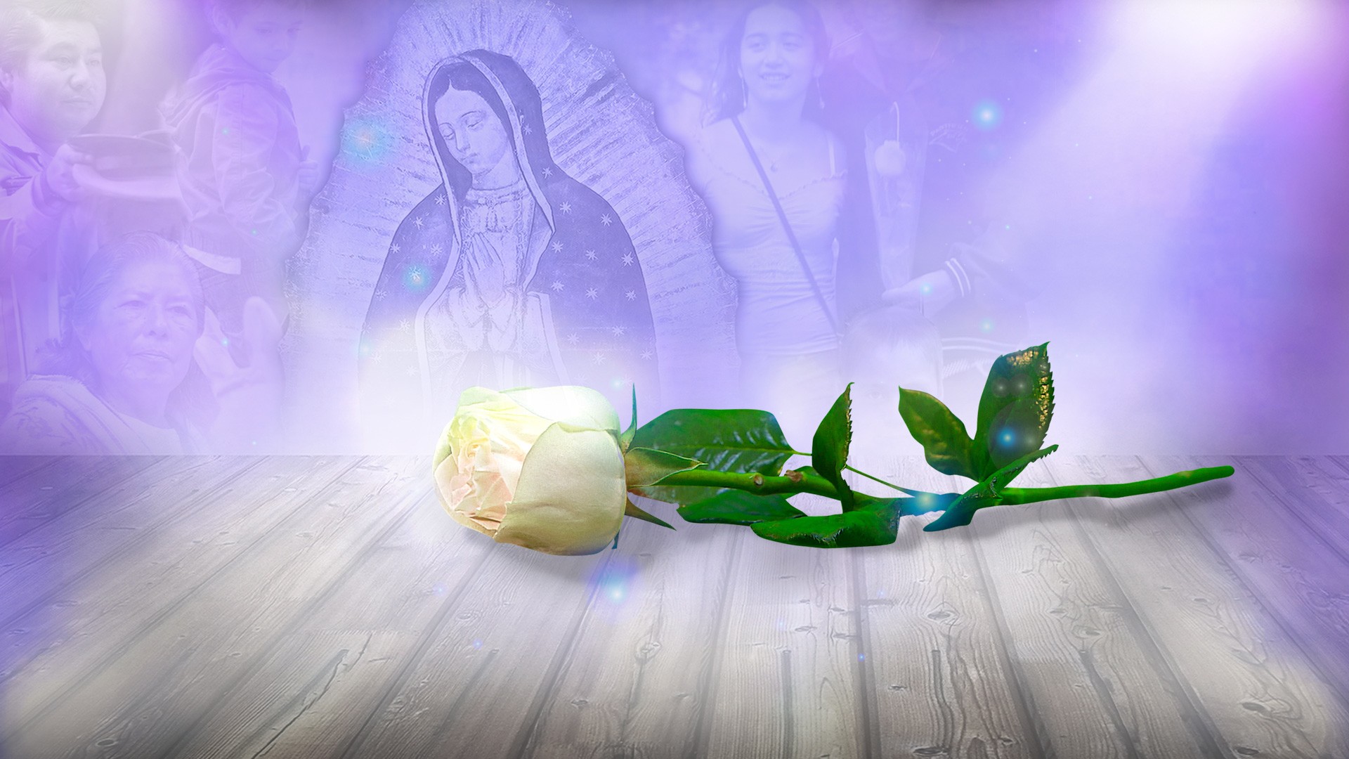 A white rose with holy dust floating around it, infront of the image of the virgin mary