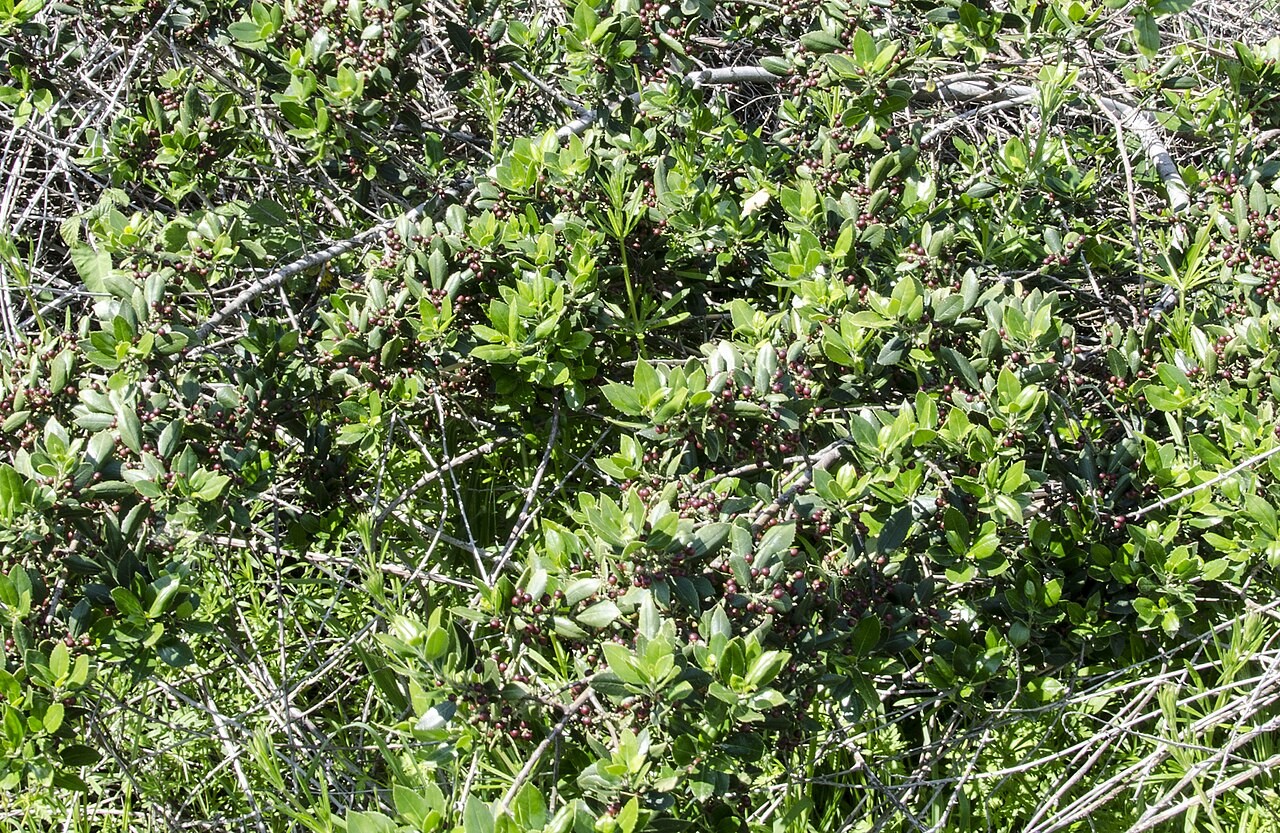 Feuillage de la filaire à larges feuilles, près de la lagune d’Akyatan, en Turquie. Phillyrea latifolia.