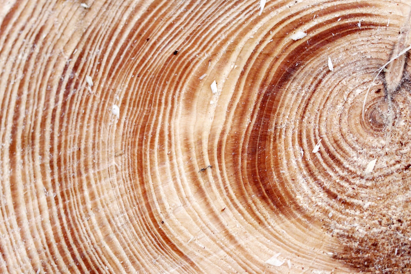 Close-up of end grain growth rings in a cut log