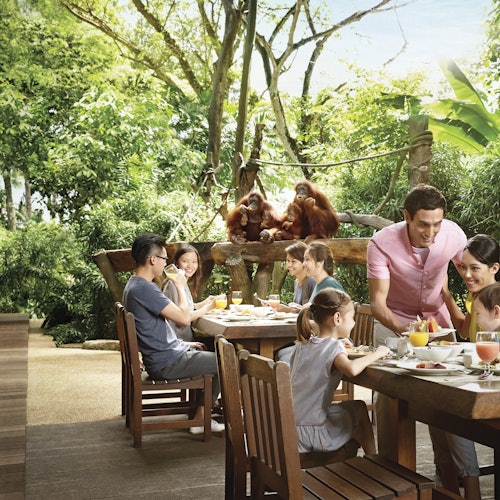 Ludzie jedzący na zewnątrz w towarzystwie orangutanów na drewnianej platformie, otoczeni bujną zielenią w tle.