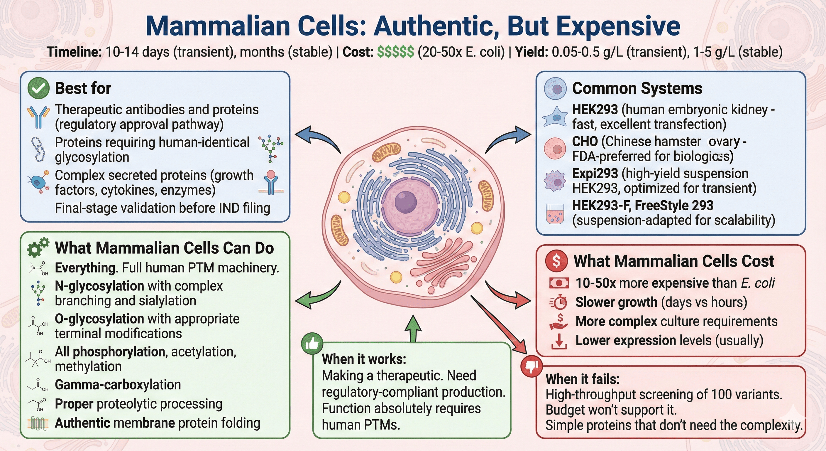 Mammalian Cell Expression System Diagram
